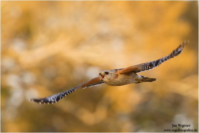 (Buteo lineatus) Red-shouldered Hawk.jpg