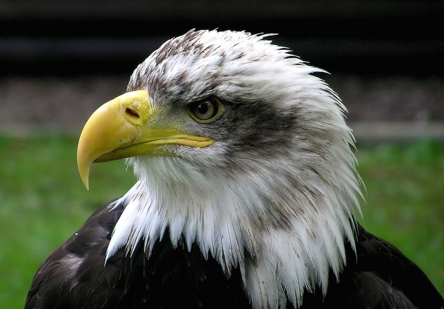 bald-eagle-62834_960_720.jpg