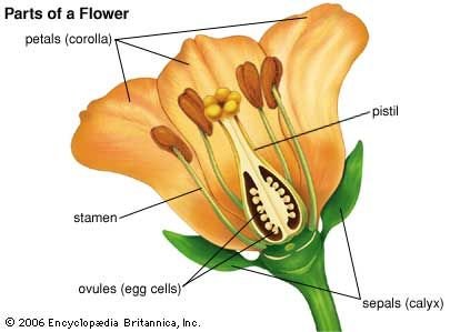 Diagram-flowering-plant.jpg