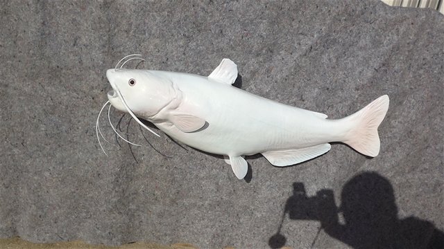 catfish-albino-fish-mount-31-2.jpg