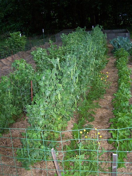 Small garden - green peas, carrots, basil crop July 2018.jpg