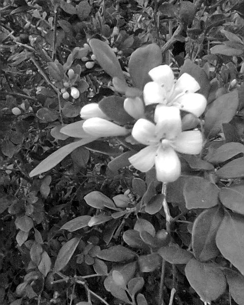Foto0815-02.jpeg