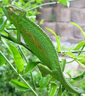 275px-Bradypodion_pumilum_Cape_chameleon_female_IMG_1767_(cropped).jpg