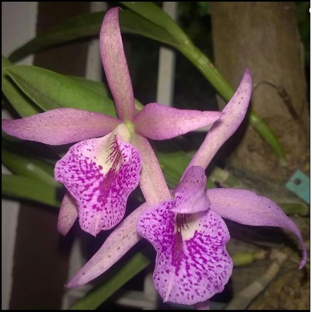 orquideas abiertas.jpg