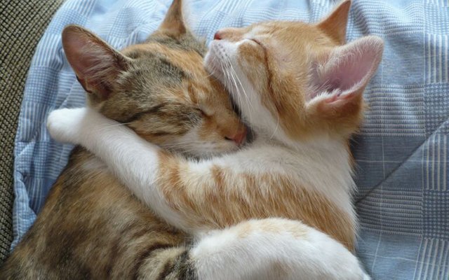 hug_cats_animals_hd-wallpaper-267668.jpg