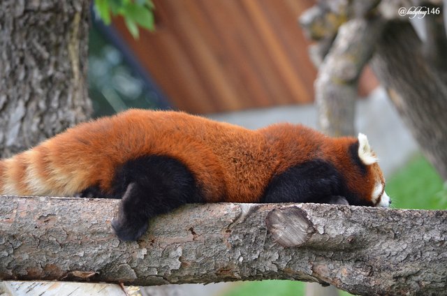 red panda3.jpg