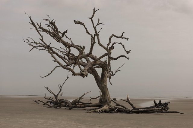 tree-3137482_1280.jpg