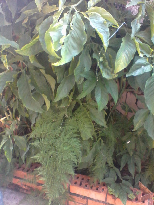 plantas 050.jpg