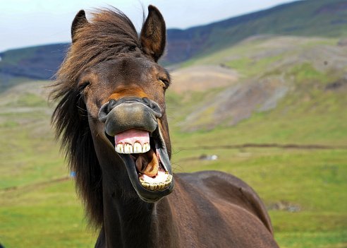lachendes Pferd.jpg