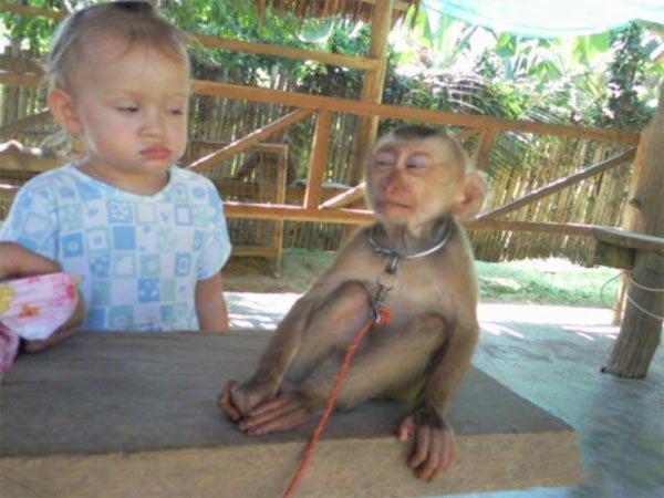 Baby-Monkey-Stink-Eye.jpg