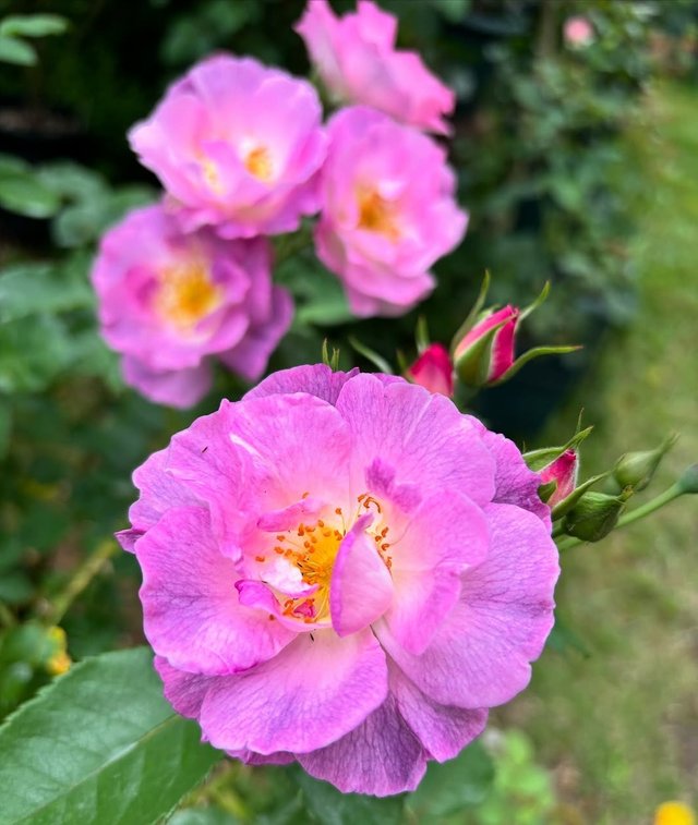IMG_20250624_154325.jpg