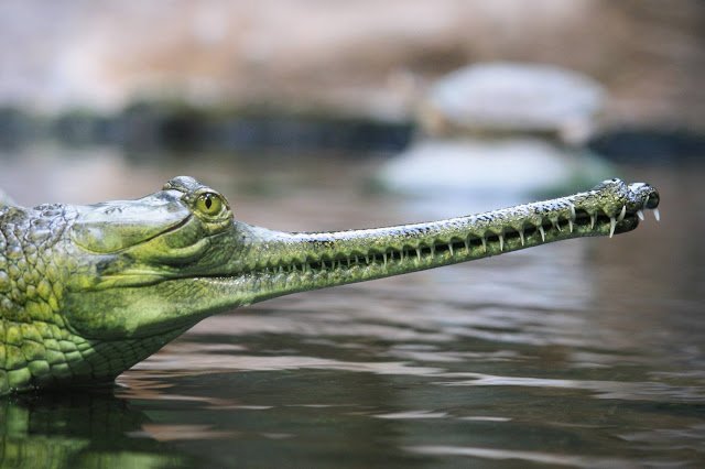 gharial indian crocodile 24.jpg