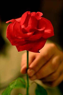 Imágenes-de-Rosas-para-Enamorar-6.jpg