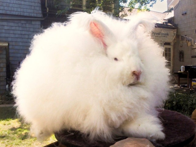 conejo-angora-blanco.jpg