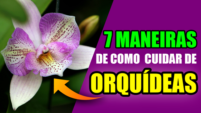 como cuidar de orquideas,orquídeas,como cuidar orquideas,orquídea,orquideas,como cuidar de orquidea,como cuidar,como cuidar das orquideas,como plantar orquídeas,cómo cuidar una orquídea,como cuidar de orquídeas,como cuidar.png