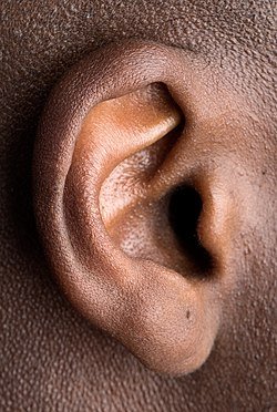 250px-Human_right_ear_(cropped).jpg