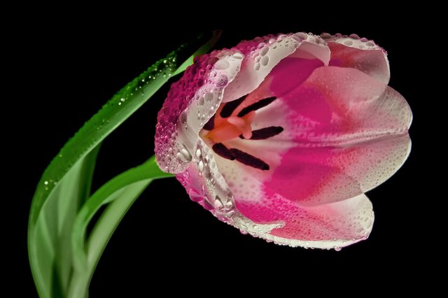 tulip-611613_1920.jpg