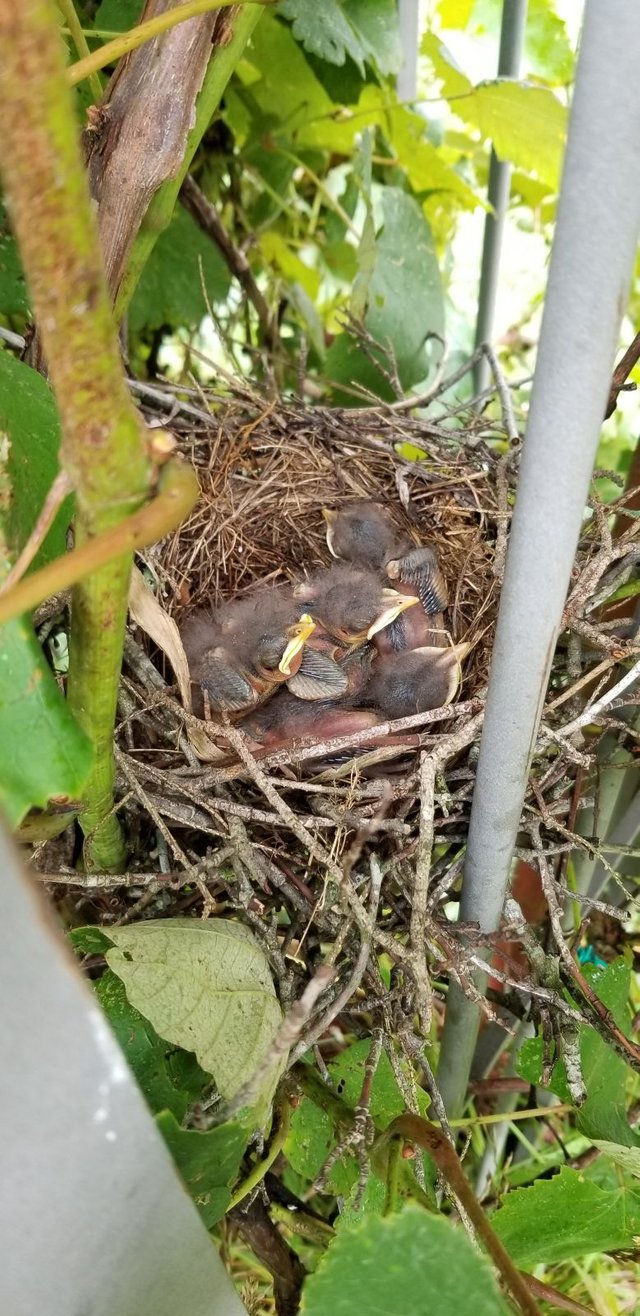 20180628_164555 - Sleeping Baby Mockingbirds.jpg