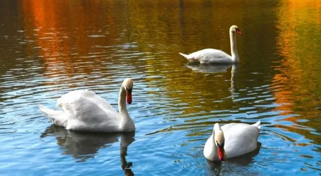 swans-on-lake.webp