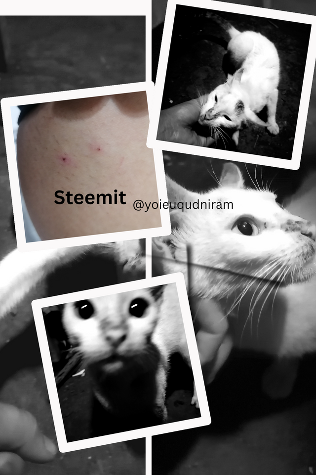 Steemit_20250422_180