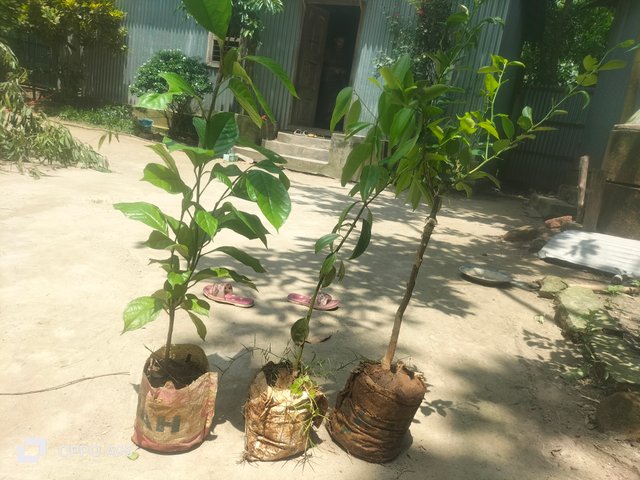 IMG20250612104917.jpg