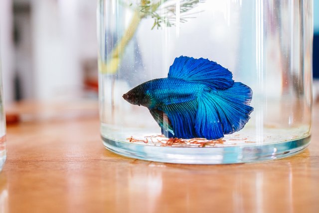 betta-fish.jpg