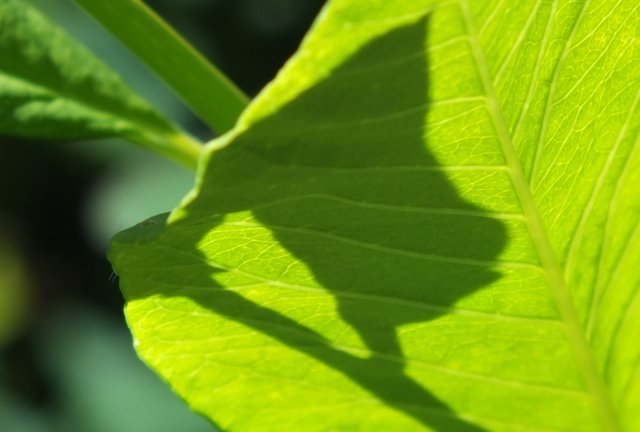 x953-GreenLeaf.JPG