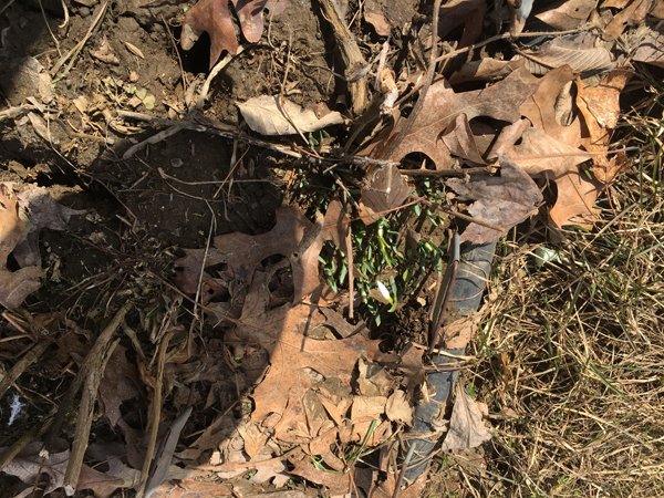 1st Fence - First snowdrop crop February 2020.jpg