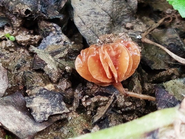 mashroom (3).jpg