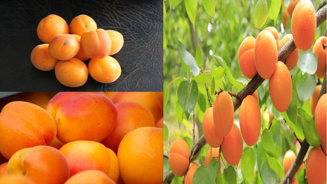 apricot health front.jpg