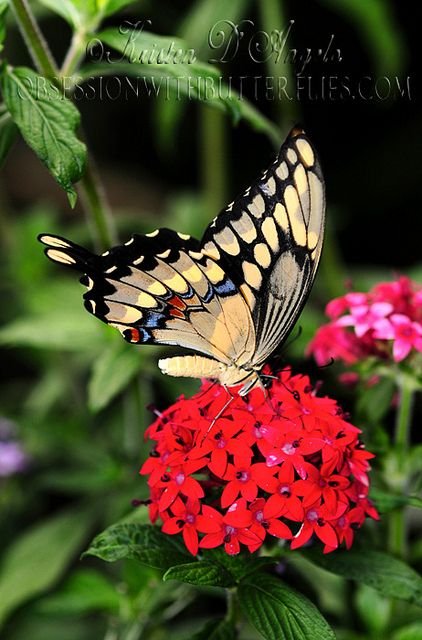 Gaint Swallowtail butterfly nectaring on Red Pentas.jpeg