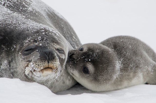 seals-988010_1280.jpg