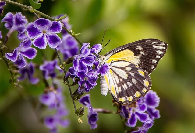 butterfly-593937__480.jpg