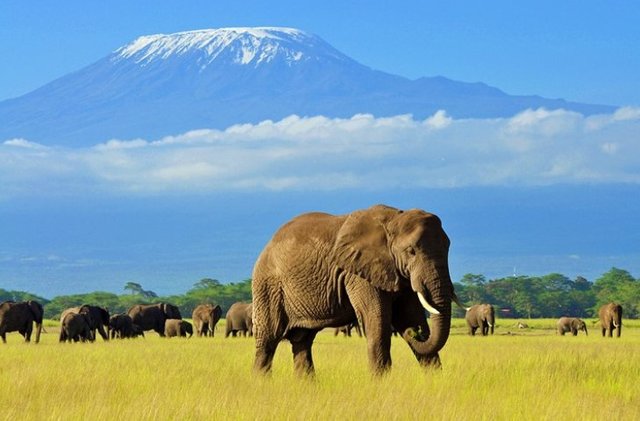 elephants near mount kenya .jpg