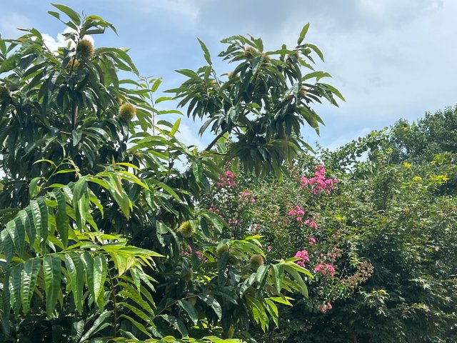IMG_3096.jpeg