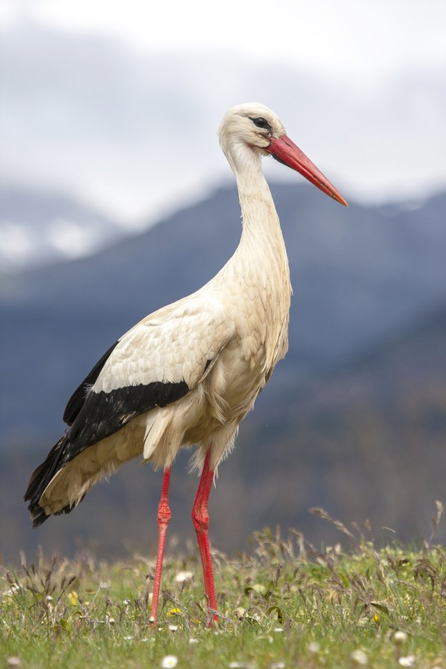 amazing-selective-focus-shot-white-stork.jpg