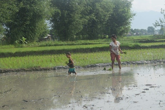 rice-planting-5389499_640.jpg