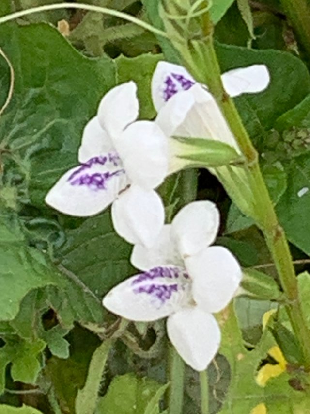 white flower3.jpg