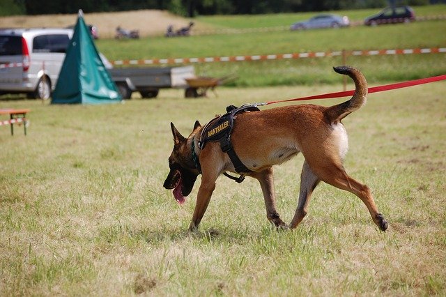 search-dog-620175_640.jpg