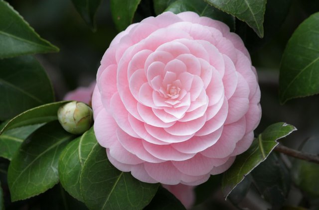 pink camellia.jpg