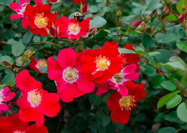 25-Types-of-Flowers-to-Plant-for-Summer-Shrub-Roses.jpg