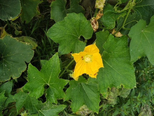 IMG_20250718_084406.jpg