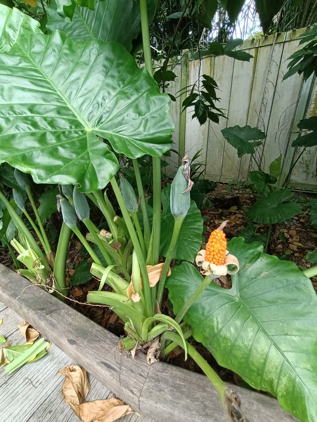 3 Alocasia odora Asian Taro 2.jpg