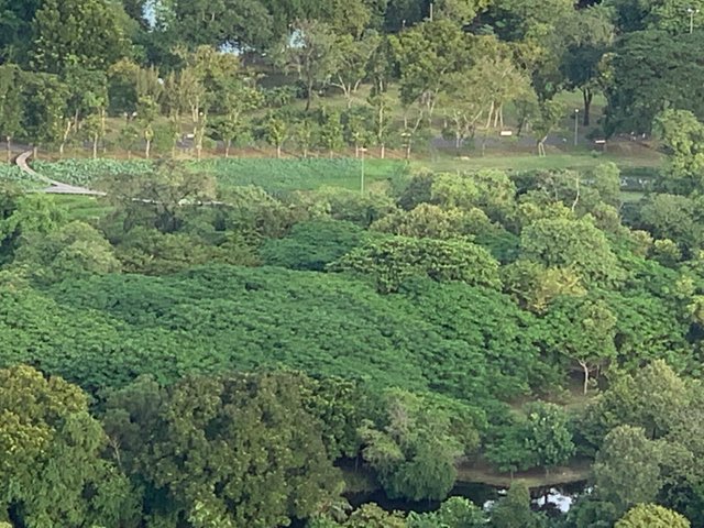 Chatuchak Park6.jpg