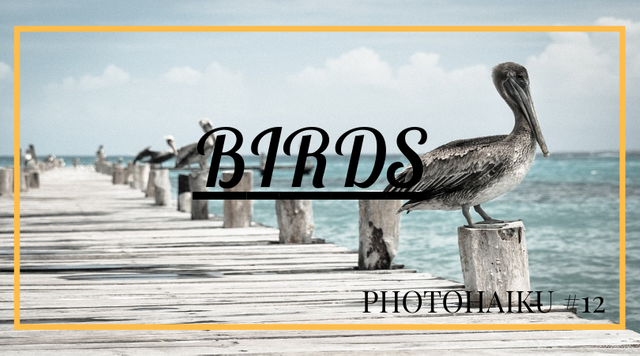 Birds.png