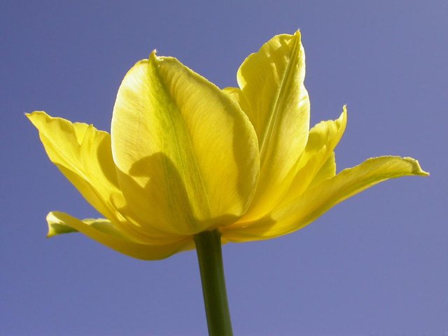 Flower 1 (20).jpg