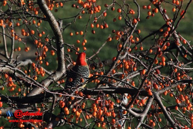 Red-bellied Woodpecker  PFW0030.JPG