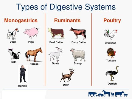 BRIEF DISCUSSION ON FARM ANIMALS — Steemit BRIEF DISCUSSION ON FARM ANIMALS — Steemit