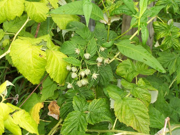 Anne raspberry - 2nd round of fruit crop August 2019.jpg