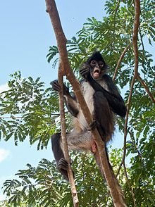 Mono_araña_-_Quintana_Roo_-_México-2.jpg